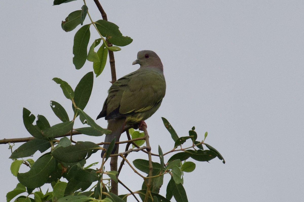 Pembe Boyunlu Yeşil Güvercin - ML617646590