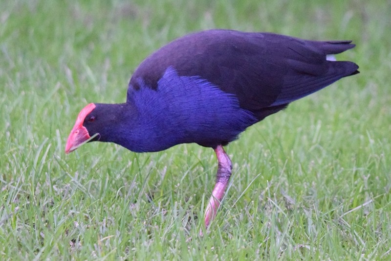 Australasian Swamphen - ML617646630