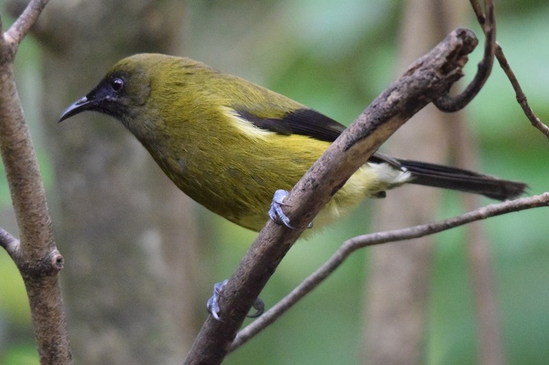 New Zealand Bellbird - ML617646641