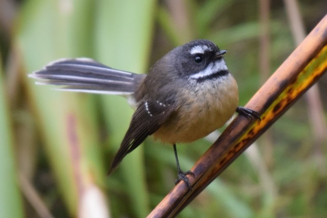 New Zealand Fantail - ML617646645