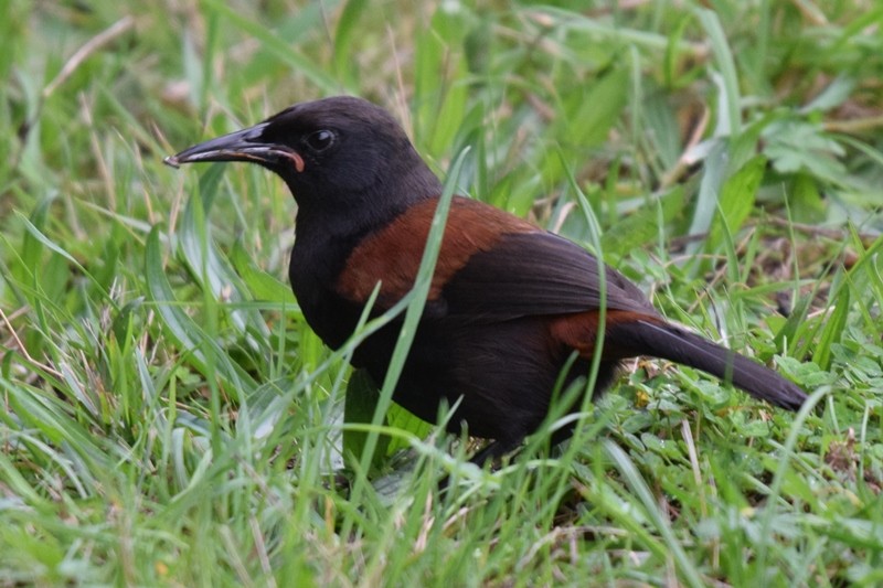 North Island Saddleback - ML617646656