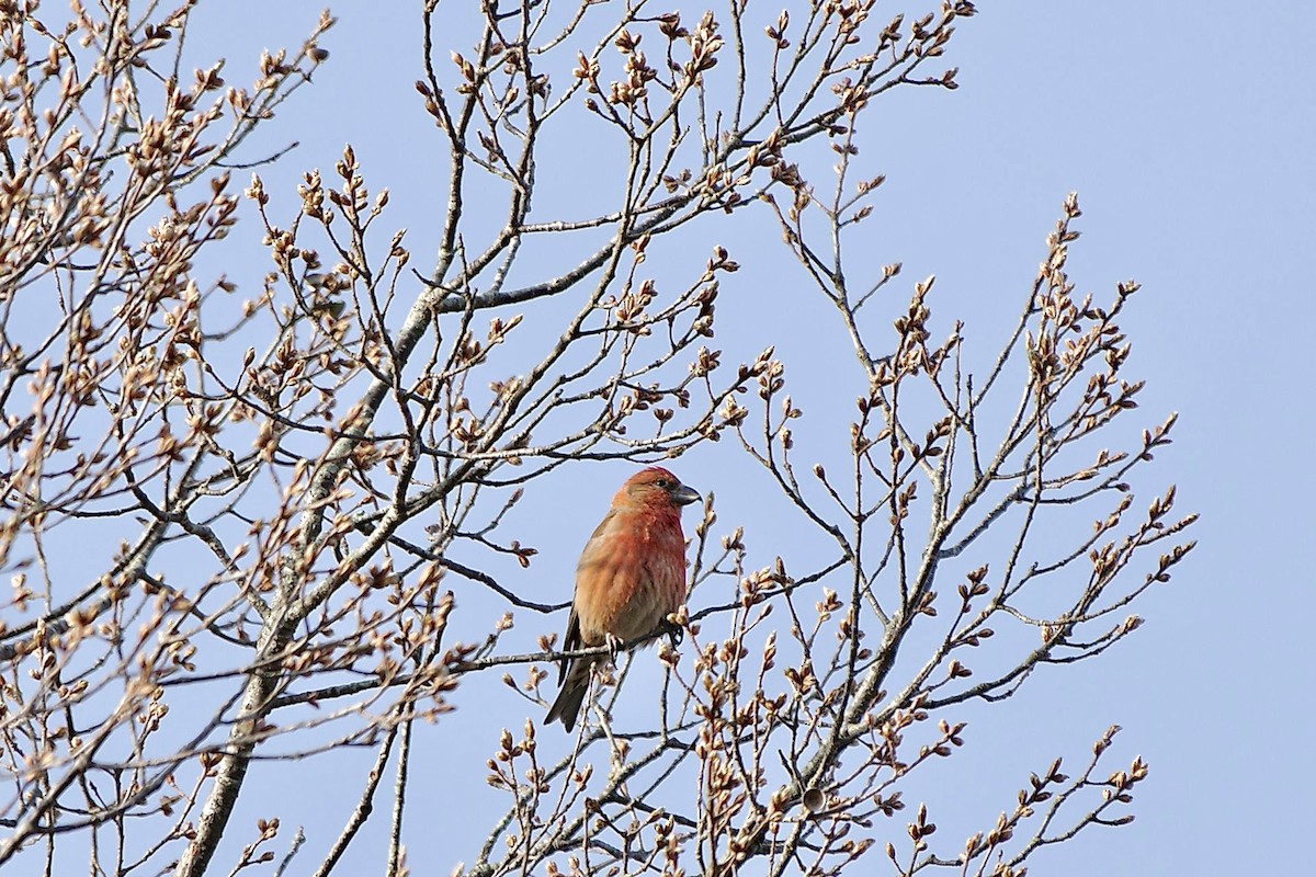 Red Crossbill - ML617646669