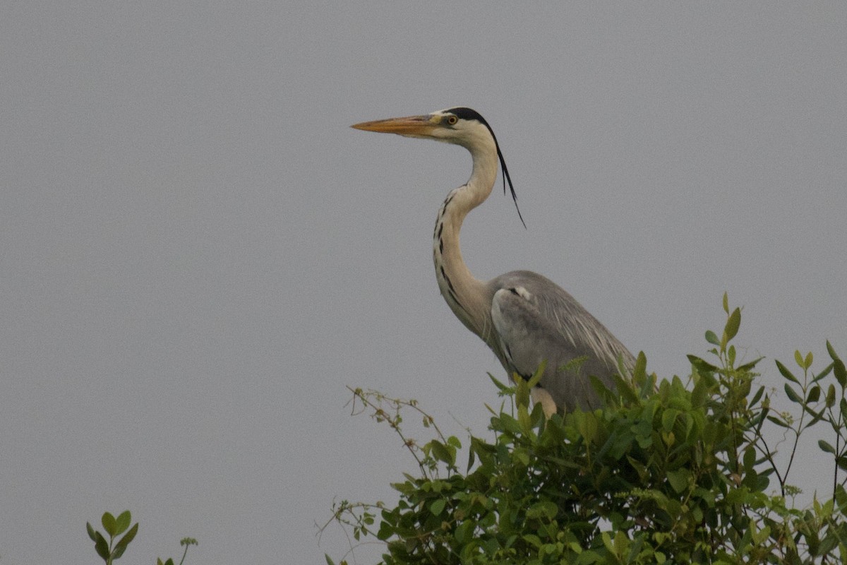 Gray Heron - ML617646674