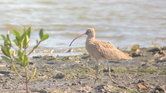 黦鷸 - ML617646675