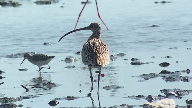 Zarapito Siberiano - ML617646680