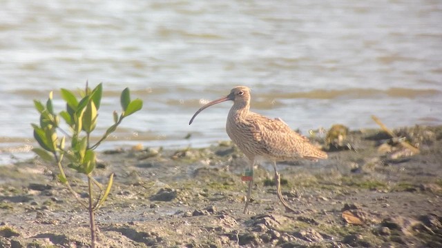 Far Eastern Curlew - ML617646681