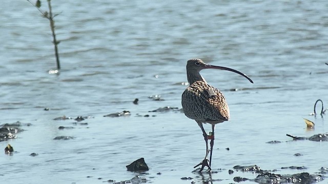 Far Eastern Curlew - ML617646682