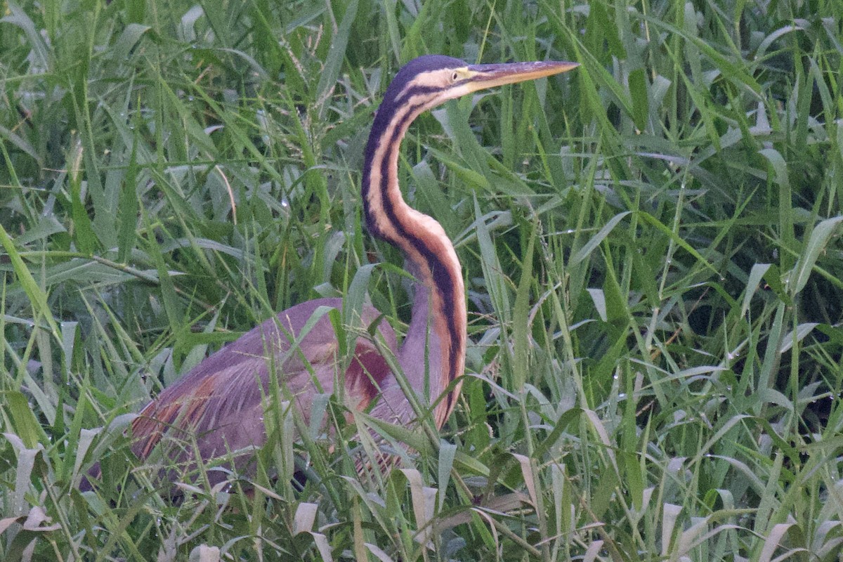 Purple Heron - ML617646683