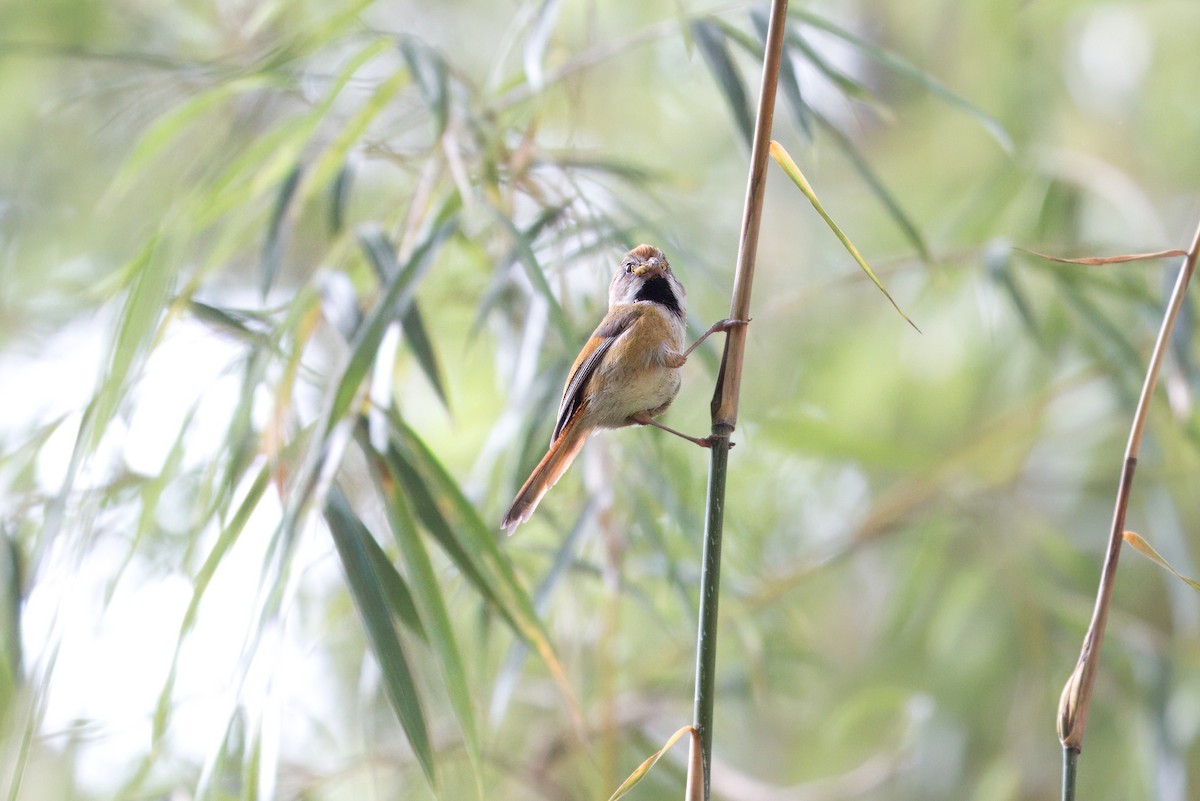 Golden Parrotbill - ML617646688