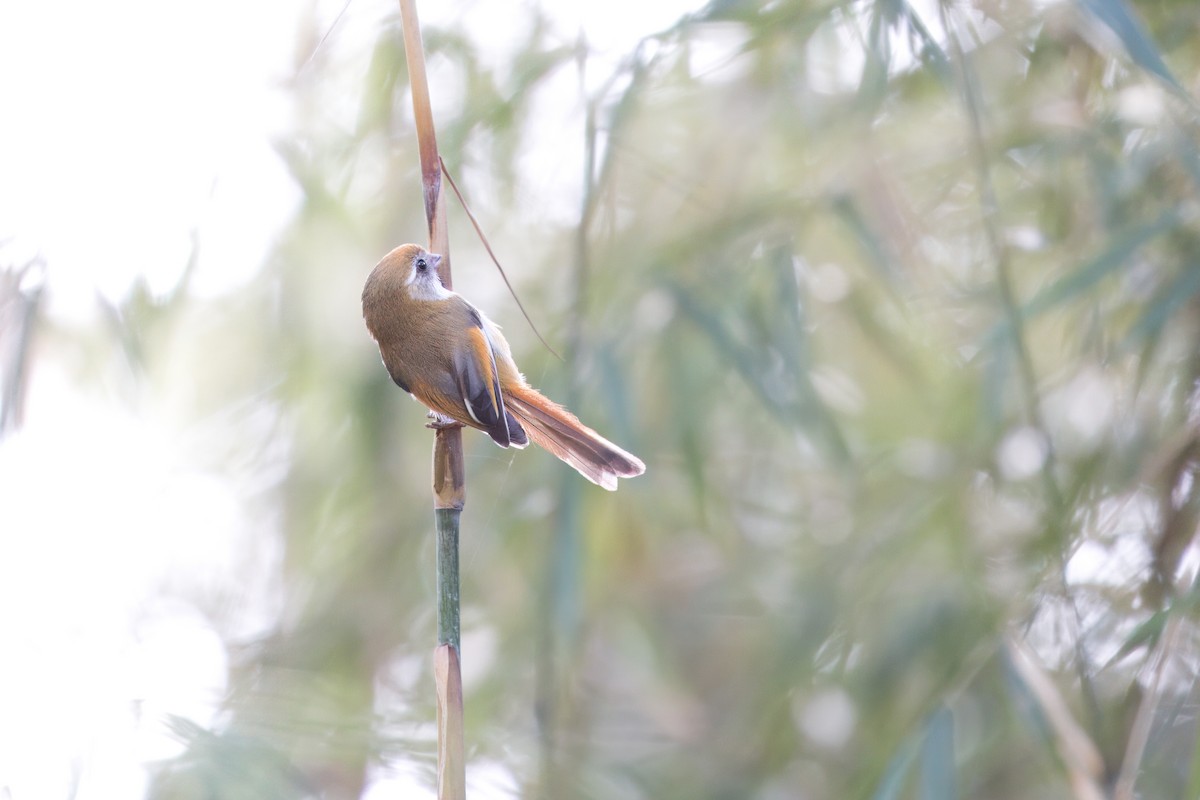 Golden Parrotbill - ML617646689