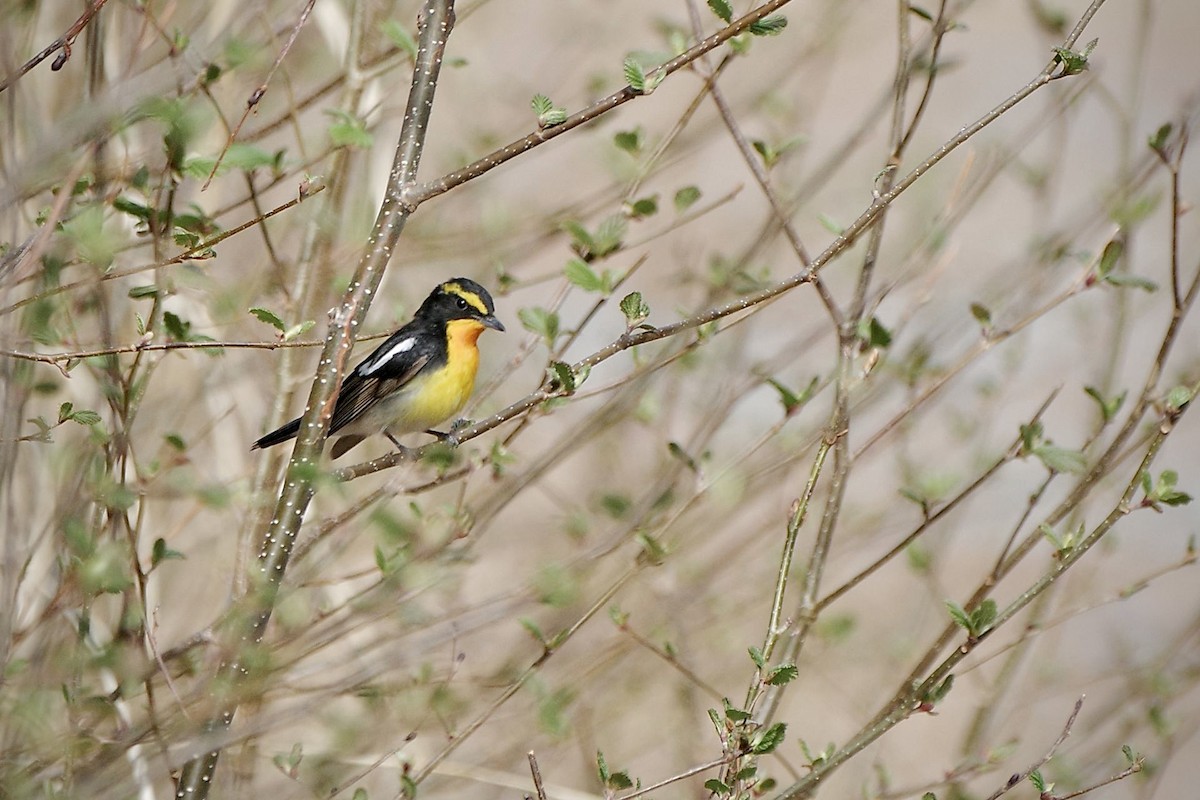 Narcissus Flycatcher - Hideki Sekimoto