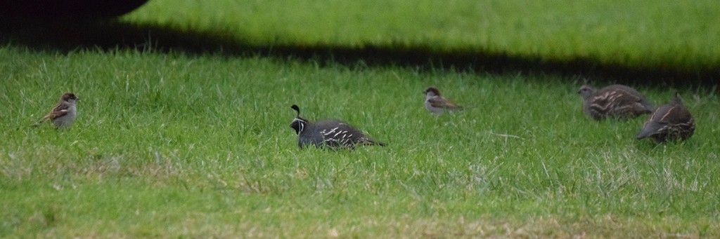 California Quail - ML617646708