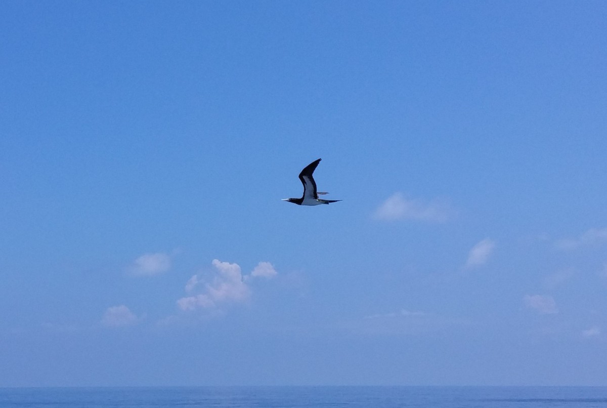 Brown Booby - Bosco Chan