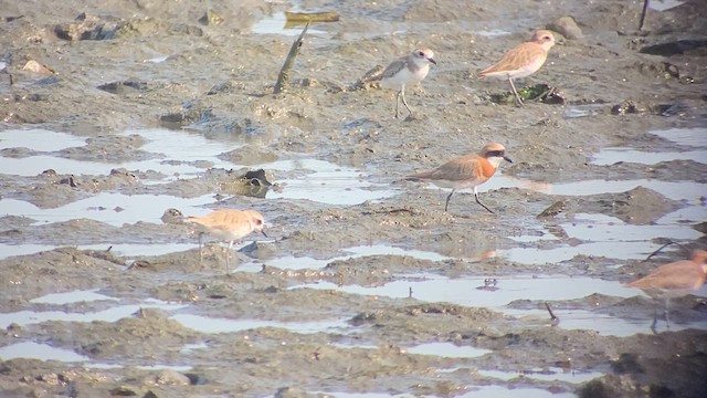 Tibetan Sand-Plover - ML617646735