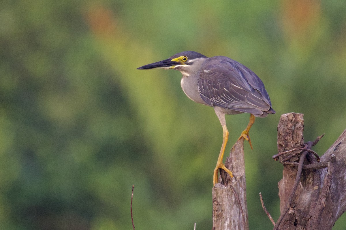 Striated Heron - ML617646749