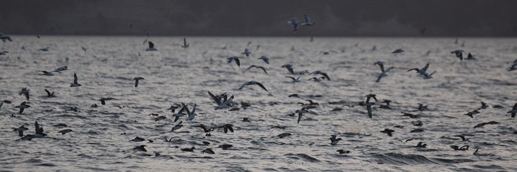 Silver Gull (Red-billed) - ML617646750