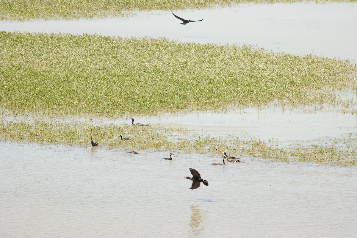 Great Cormorant - ML617646763