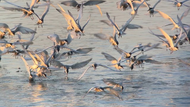 Whiskered Tern - ML617646813