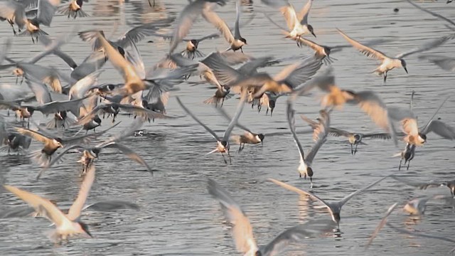 Whiskered Tern - ML617646818