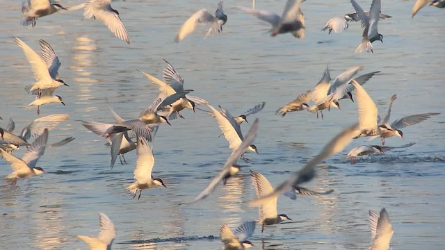 Whiskered Tern - ML617646820