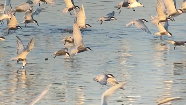 Whiskered Tern - ML617646823