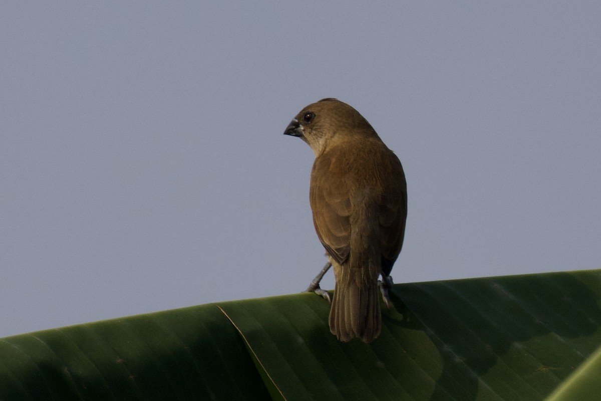 Scaly-breasted Munia - ML617646828