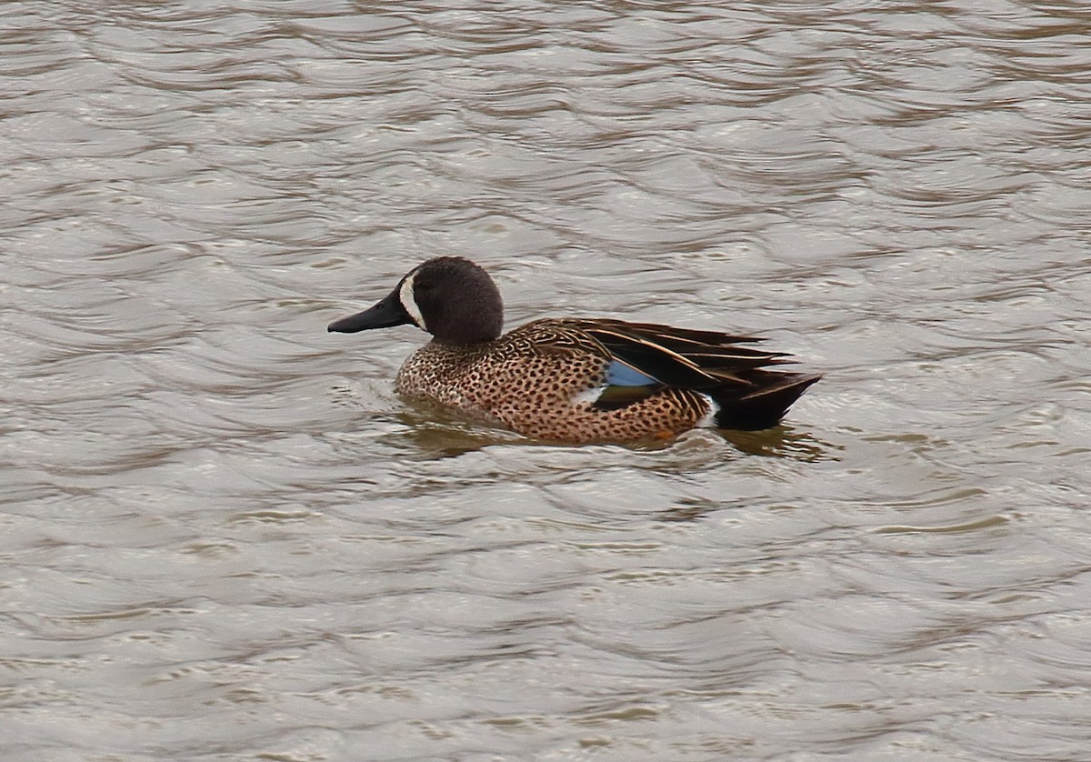Blue-winged Teal - ML617646830