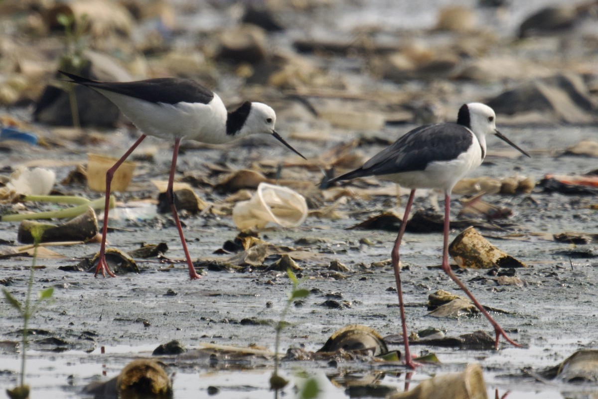 Pied Stilt - ML617646843