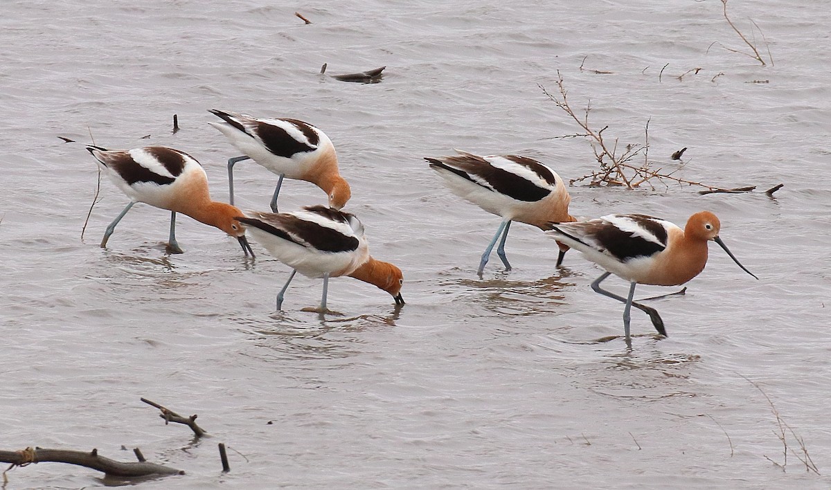 American Avocet - Mark E Land