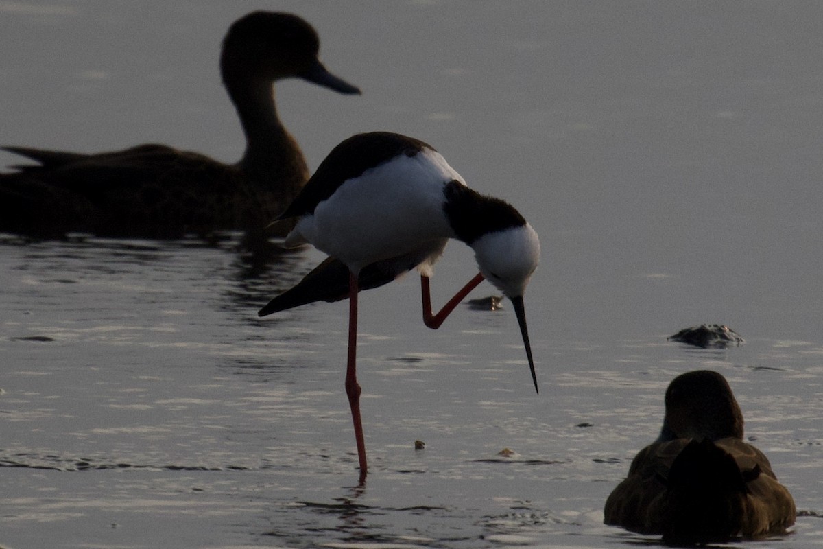 Pied Stilt - ML617646868