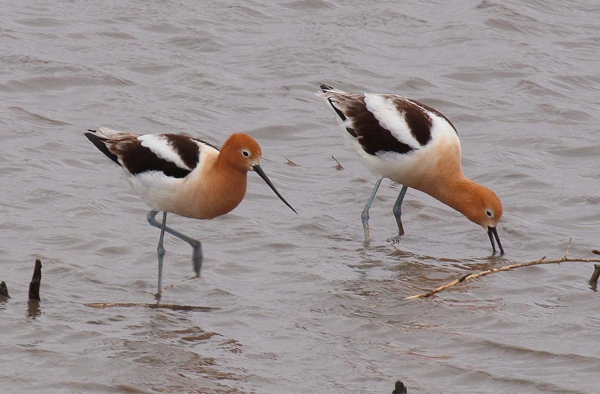 American Avocet - Mark E Land