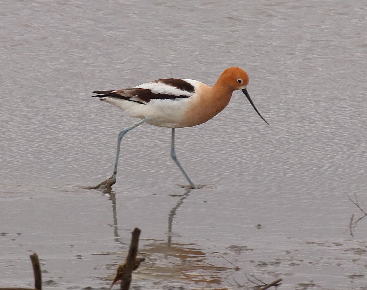 Avocette d'Amérique - ML617646876