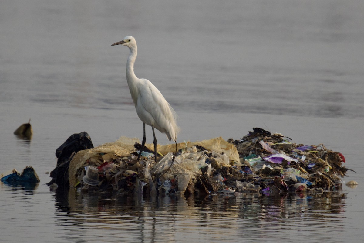 Little Egret - Tom McIntosh