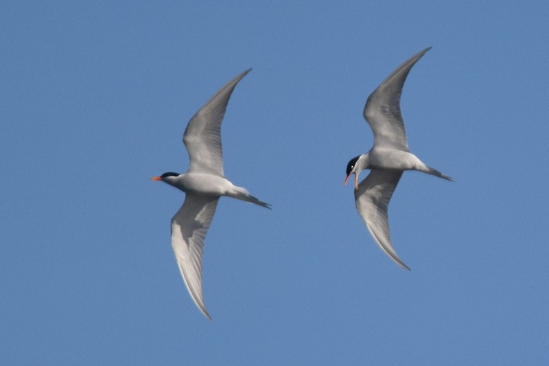 Black-fronted Tern - ML617646919