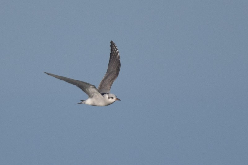 Black-fronted Tern - ML617646922