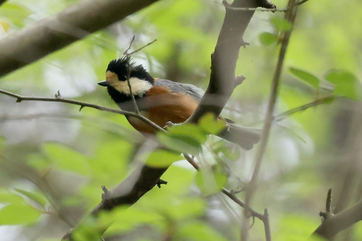 Mésange variée - ML617646930