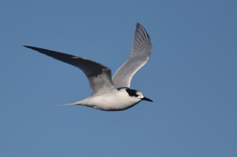 White-fronted Tern - Kok Hui Tan