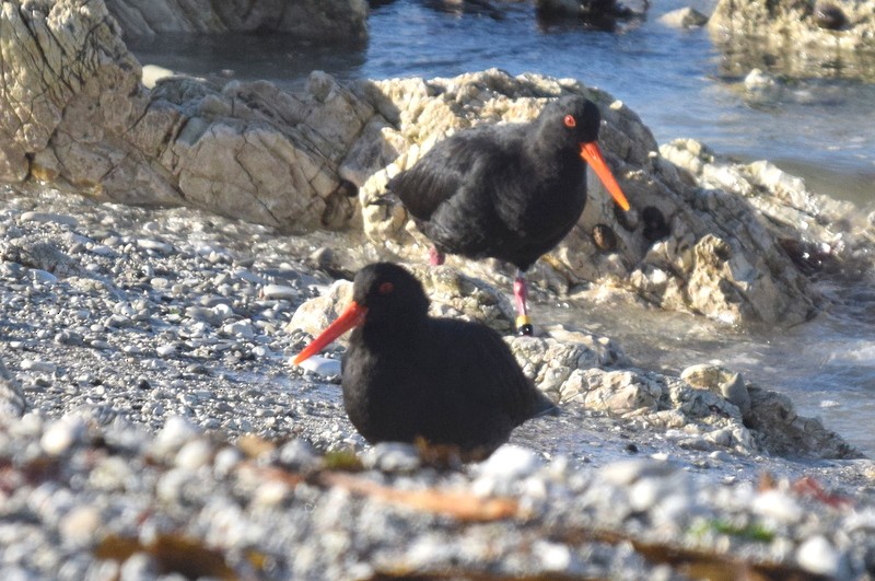 Variable Oystercatcher - ML617646937