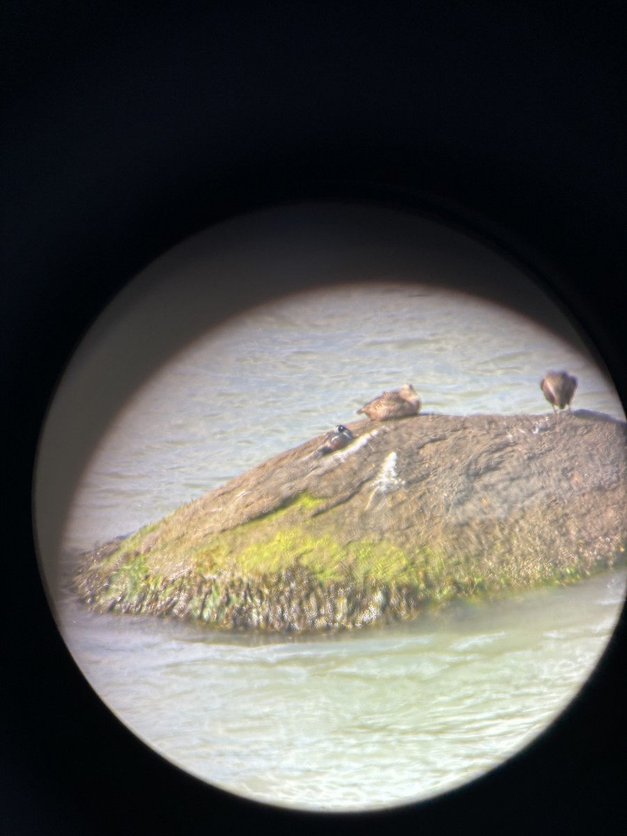 Harlequin Duck - ML617646955