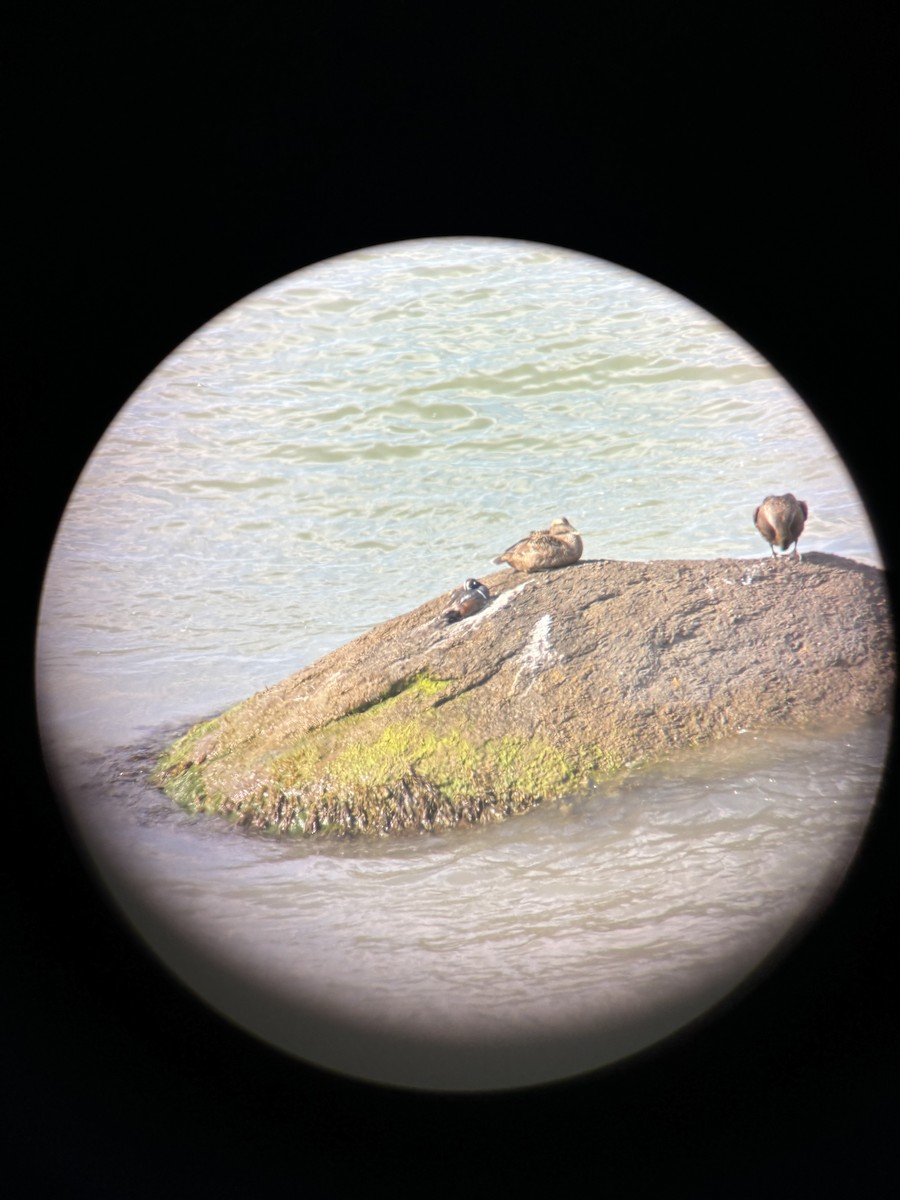 Harlequin Duck - ML617646964