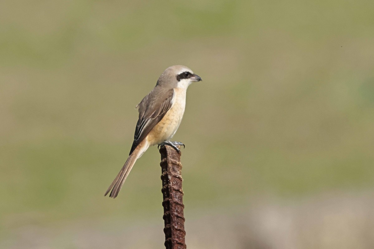 Brown Shrike (Philippine) - ML617646974