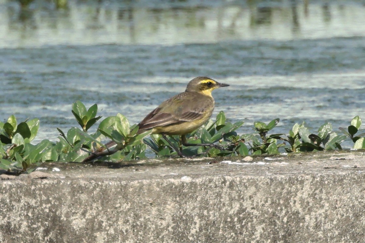 Eastern Yellow Wagtail - ML617646980