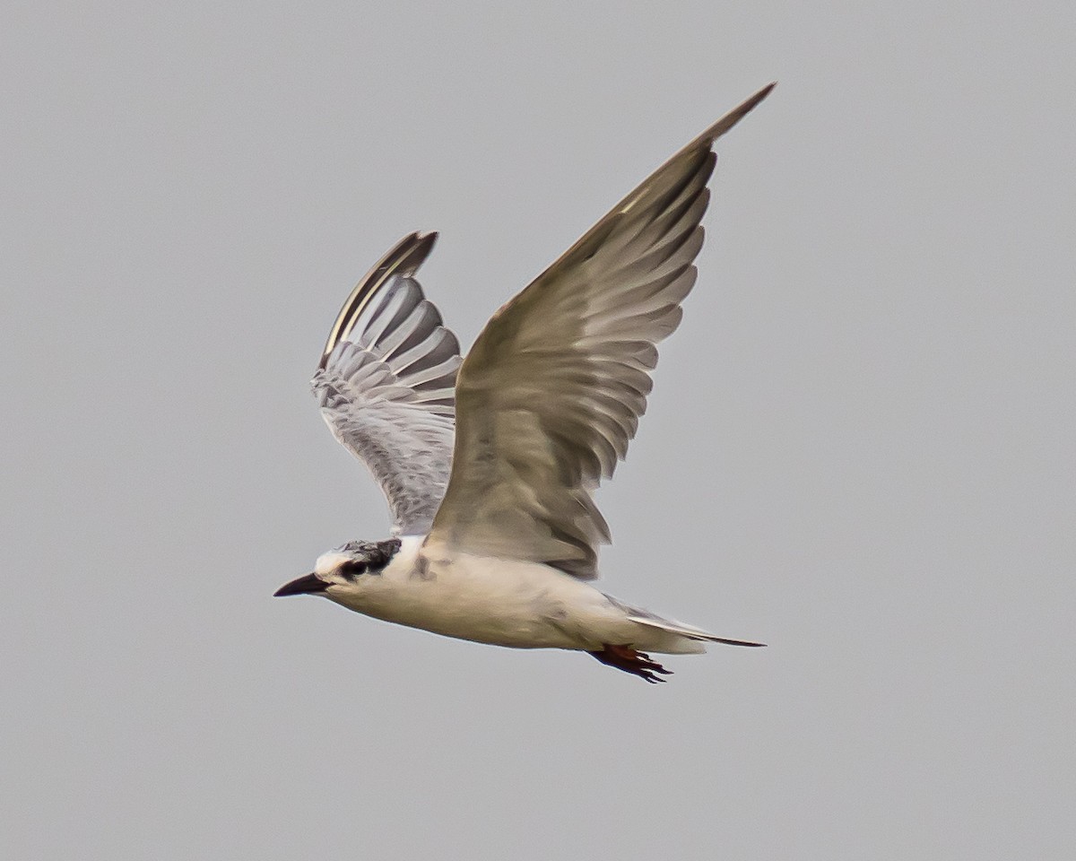 Whiskered Tern - ML617646982