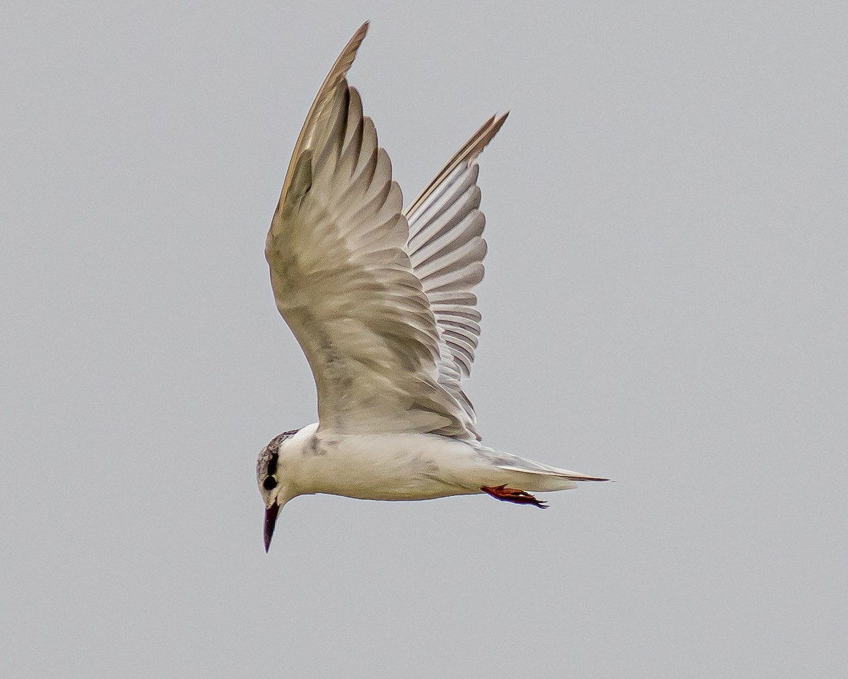 Whiskered Tern - ML617646983