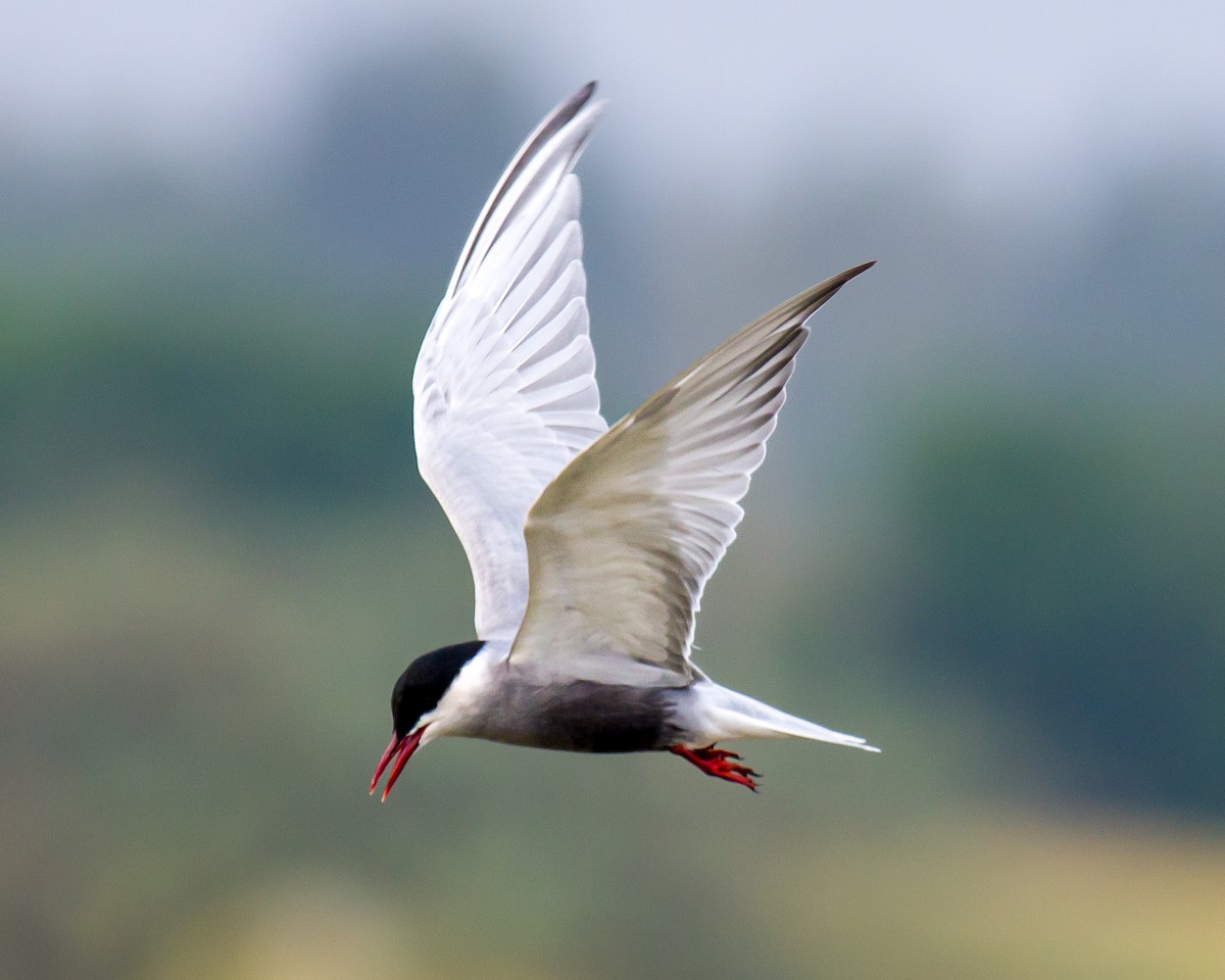 Whiskered Tern - ML617646984