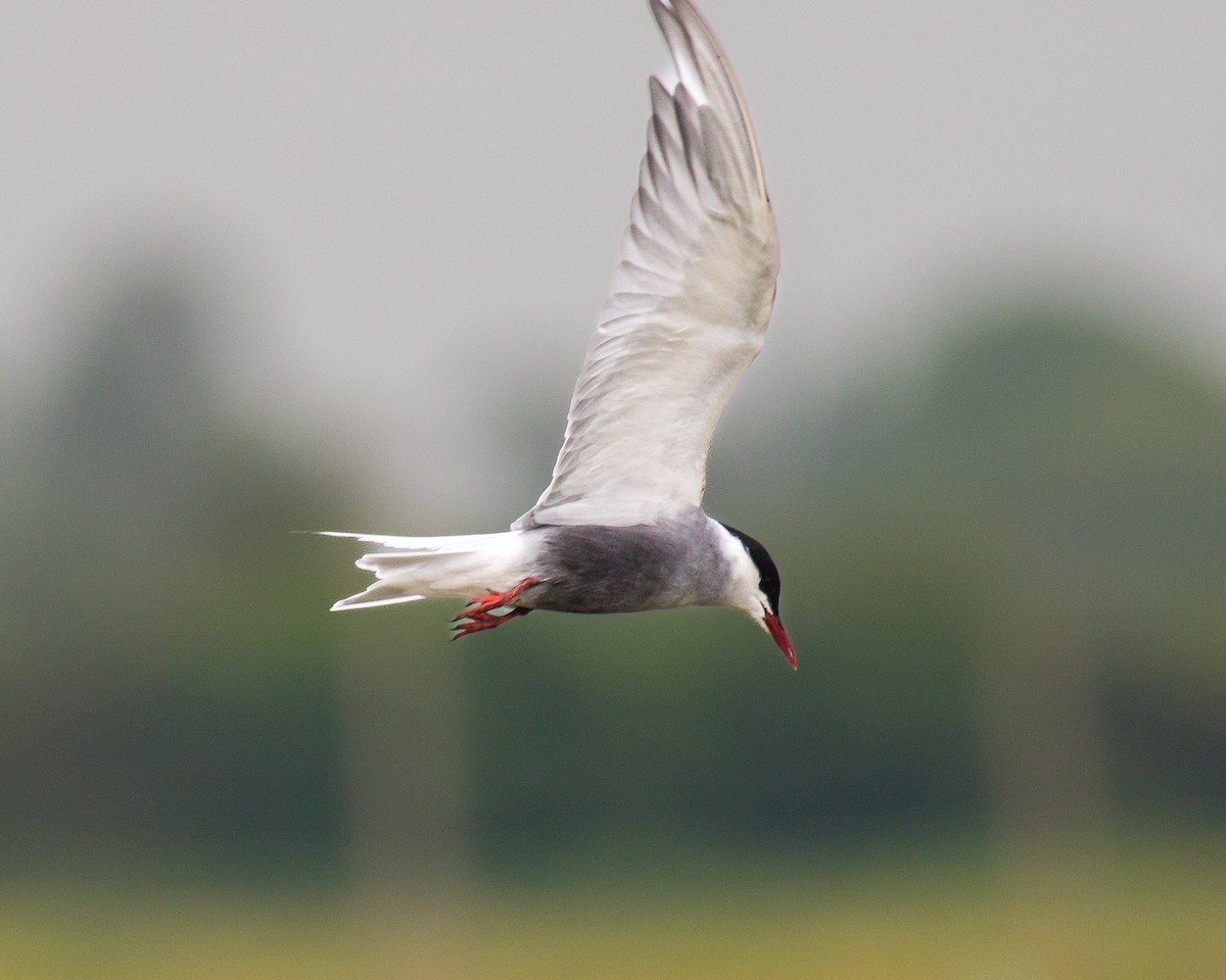 Whiskered Tern - ML617646985