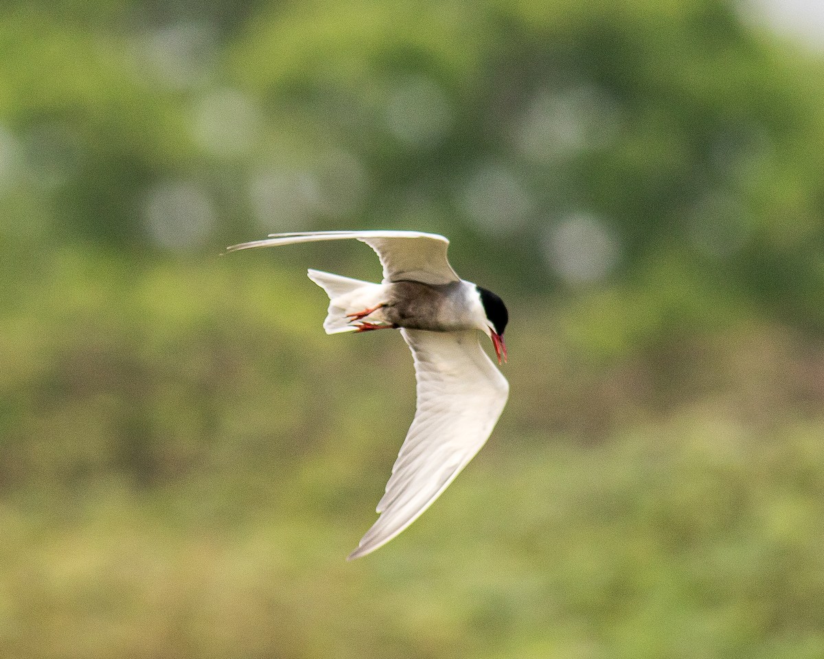 Whiskered Tern - ML617646986