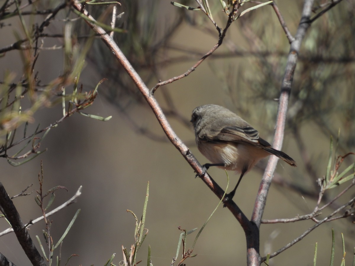 Slaty-backed Thornbill - ML617647000