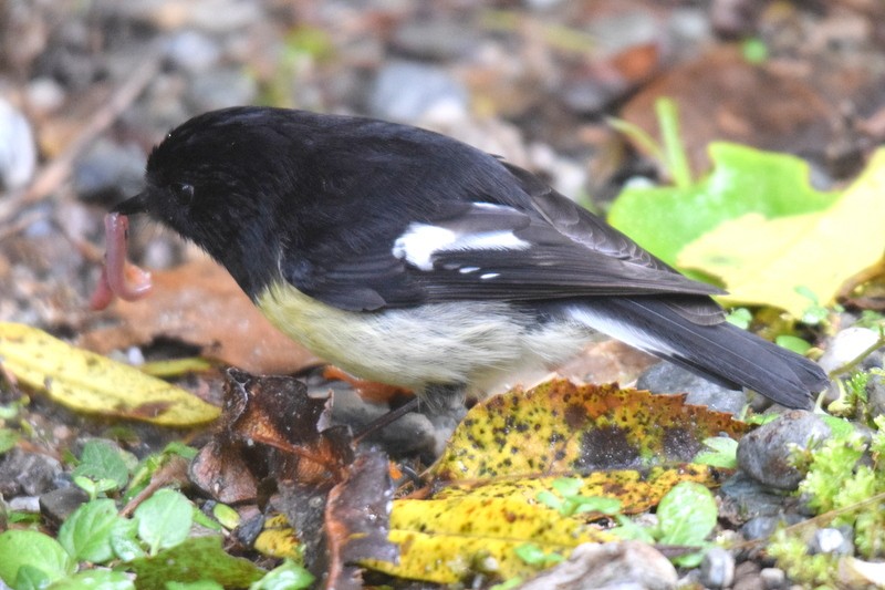 Tomtit - Kok Hui Tan