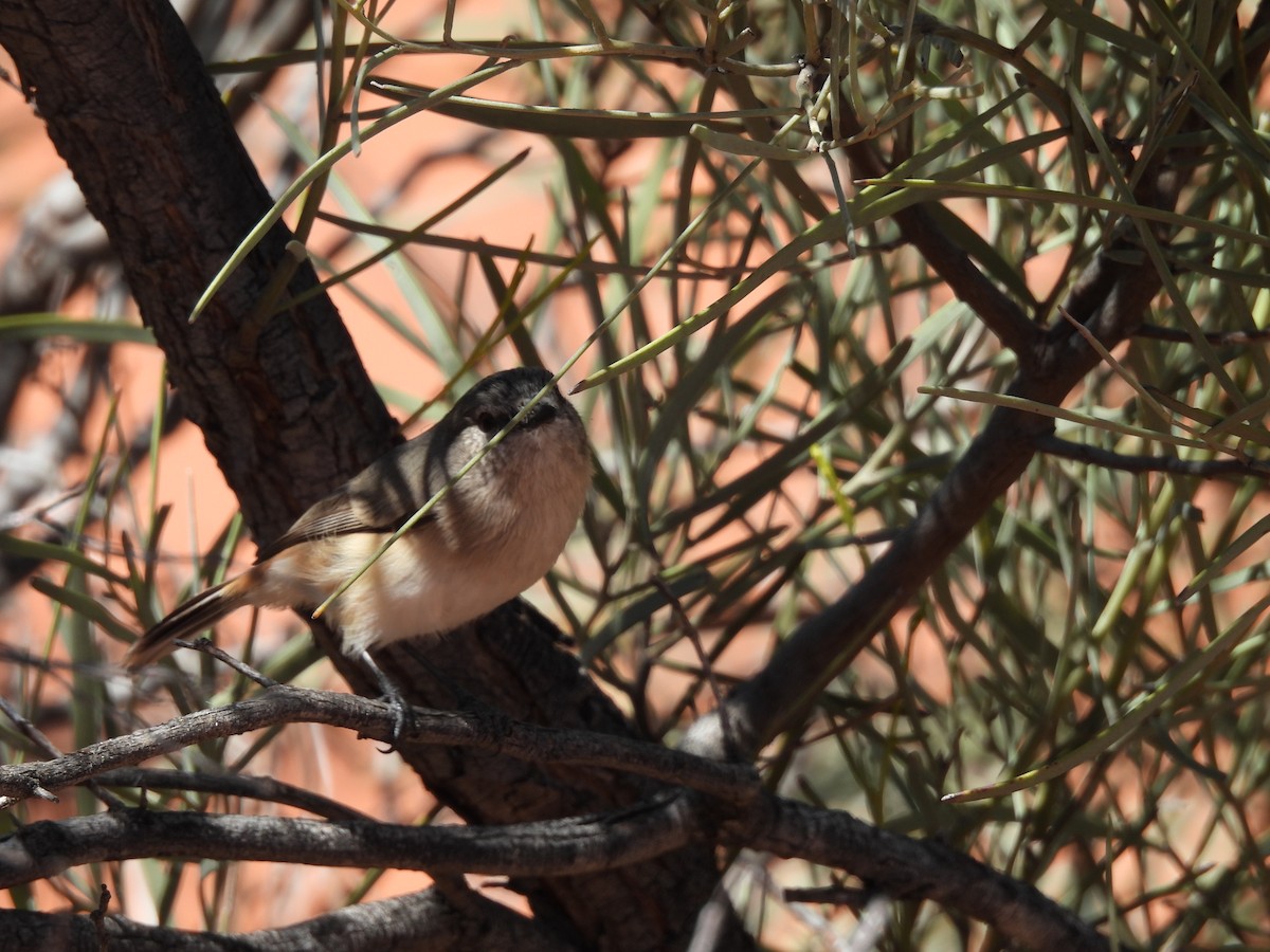 Slaty-backed Thornbill - ML617647004